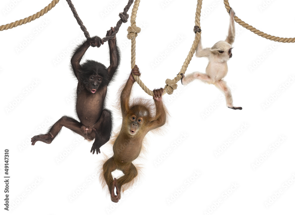 Fototapeta premium Młody orangutan, młody gibon spłaszczony i młody bonobo