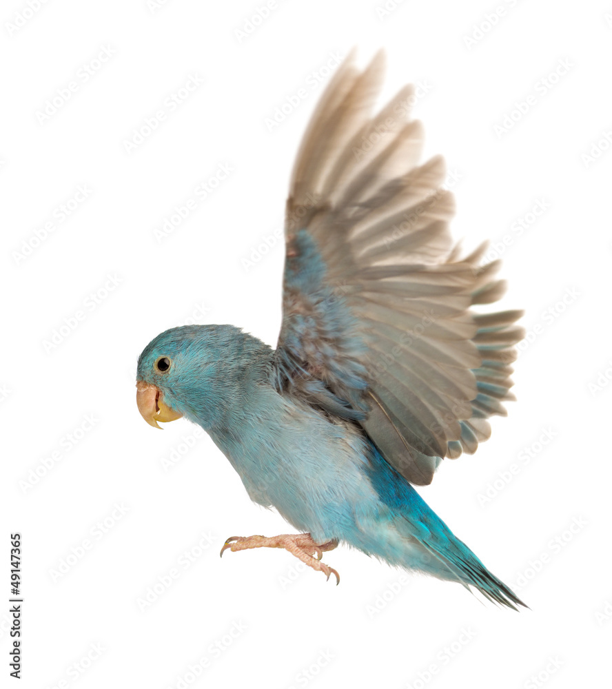 Fototapeta premium Pacific Parrotlet, Forpus coelestis, latający