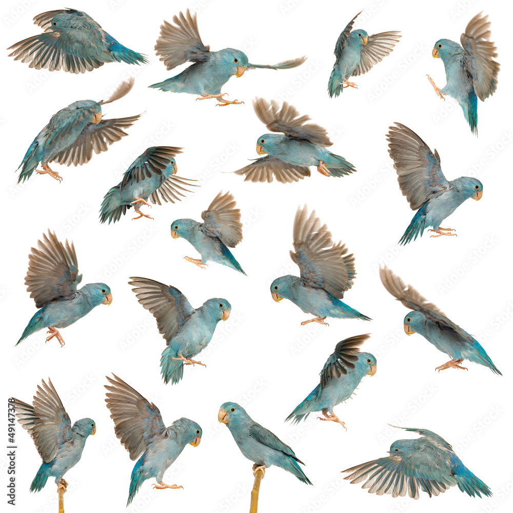 Fototapeta premium Composition of Pacific Parrotlet, Forpus coelestis, flying