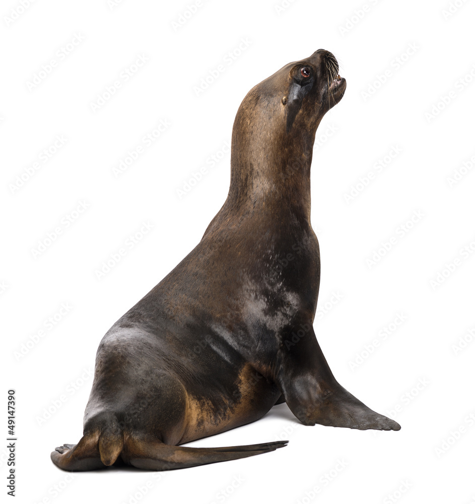 Fototapeta premium California Sea Lion, 17 years old, looking up
