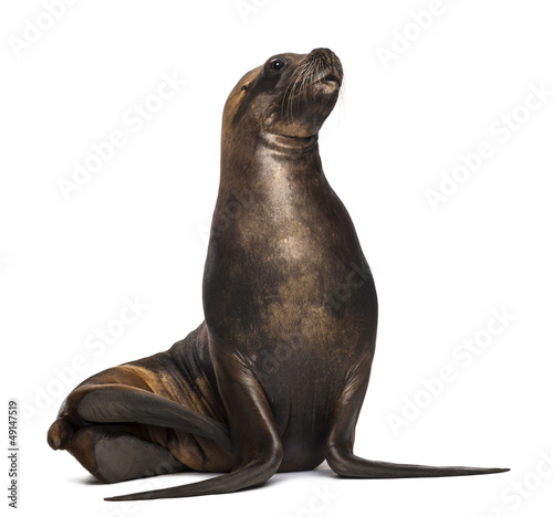 California Sea Lion, 17 years old, looking up