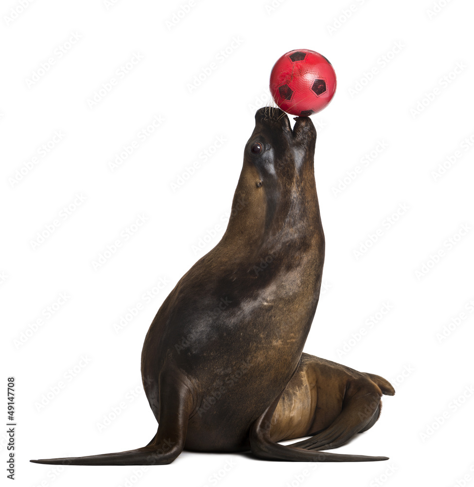 Obraz premium California Sea Lion, 17 years old, playing with ball