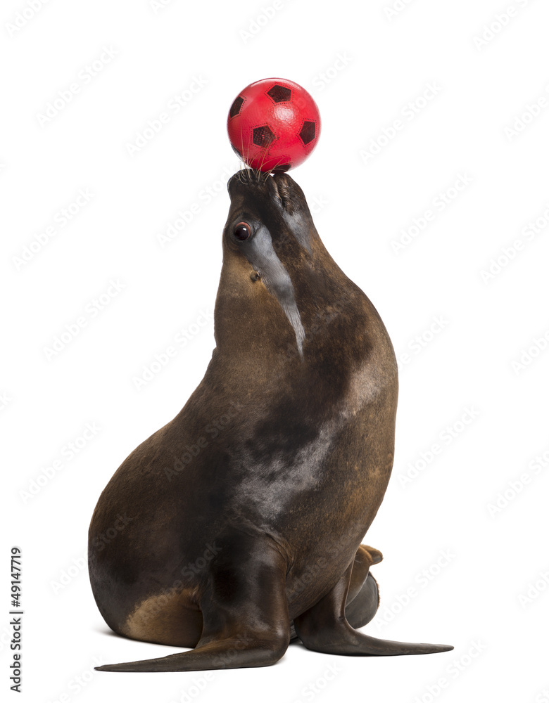 Naklejka premium California Sea Lion, 17 years old, playing with ball