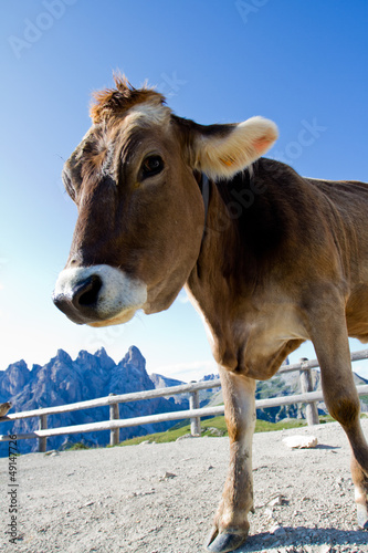 The cow on a pasture in Dolomiti mountain