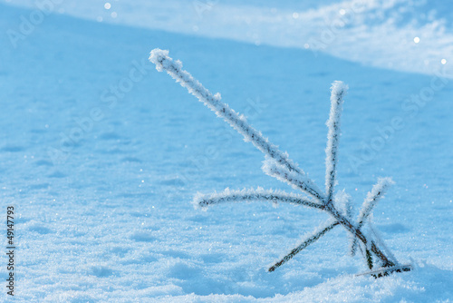 Plant with hoarfrost
