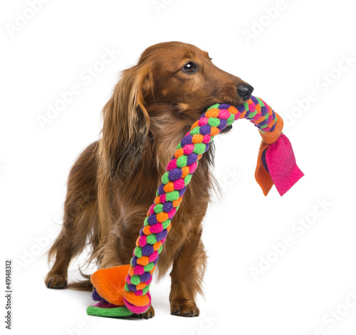 Fototapeta Naklejka Na Ścianę i Meble -  Dachshund, 4 years old, holding a dog toy in its mouth