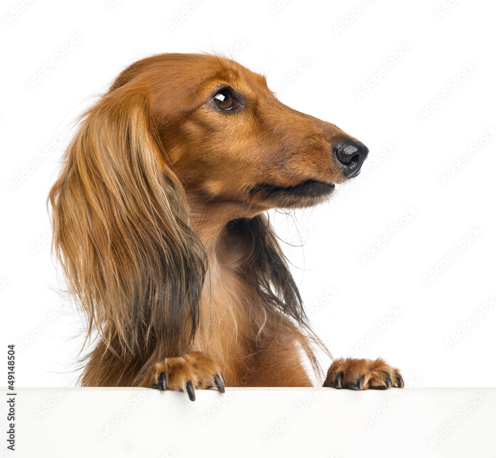 Dachshund, 4 years old, leaning on a white plank