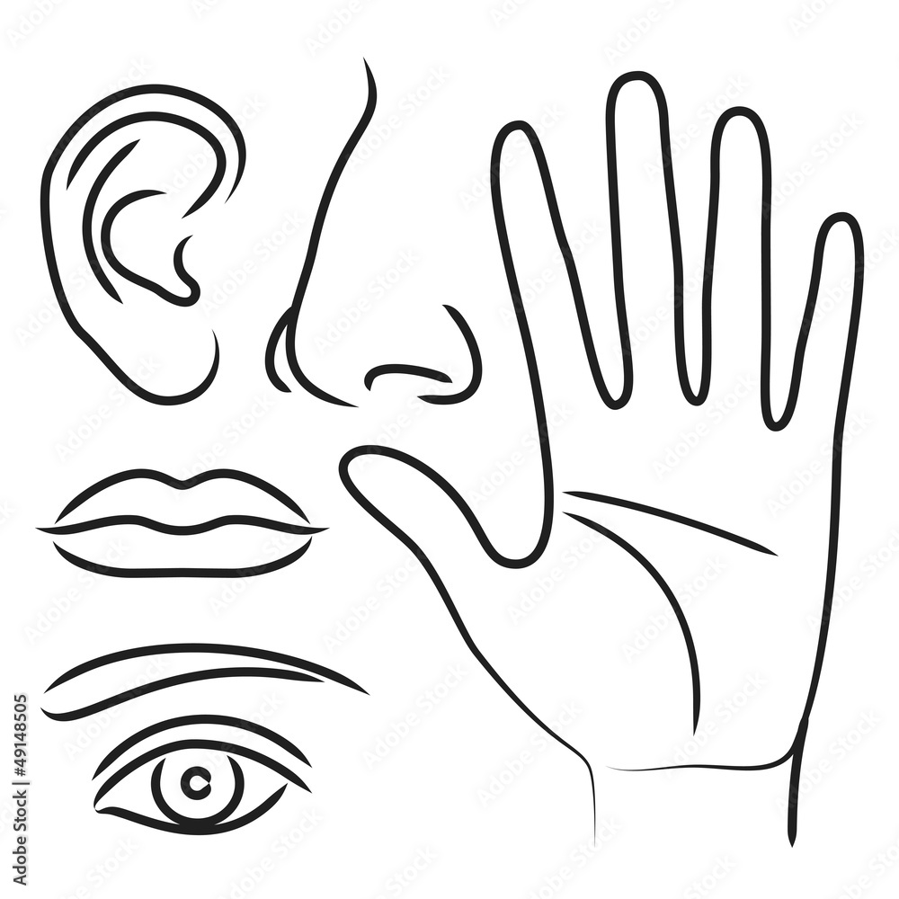 Fototapeta premium Sensory organs hand, nose, ear, mouth and eye