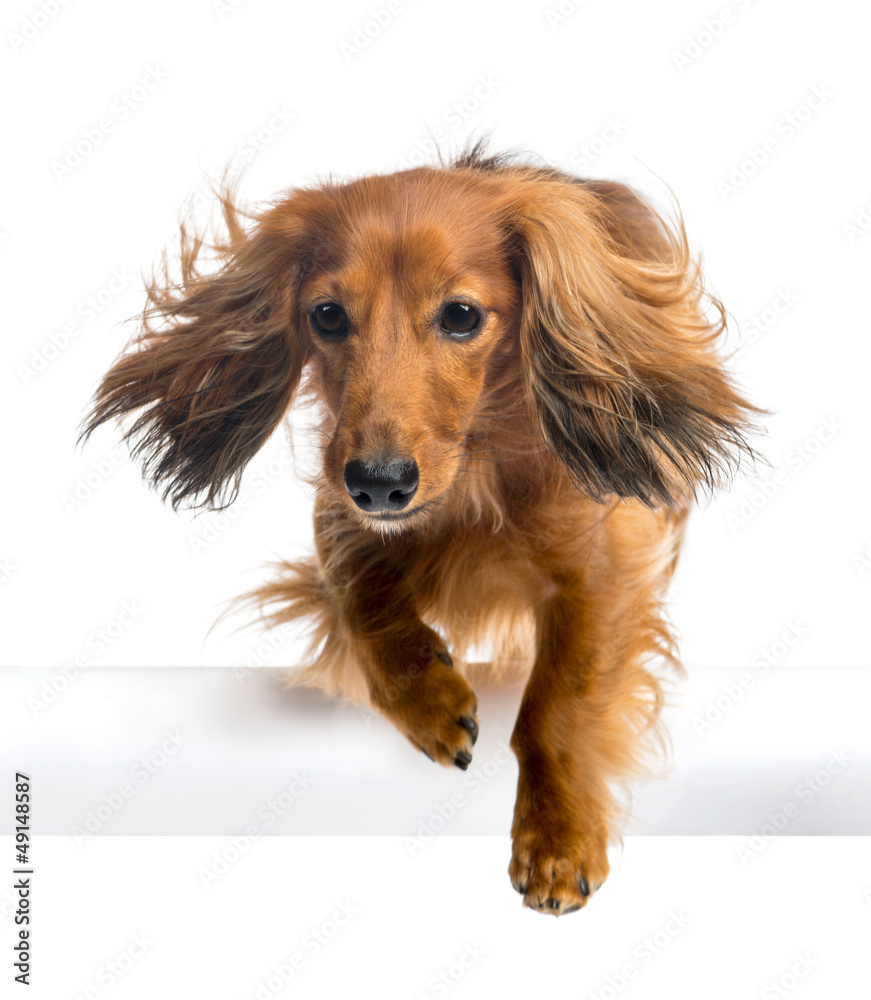 Dachshund, 4 years old, jumping over white tube