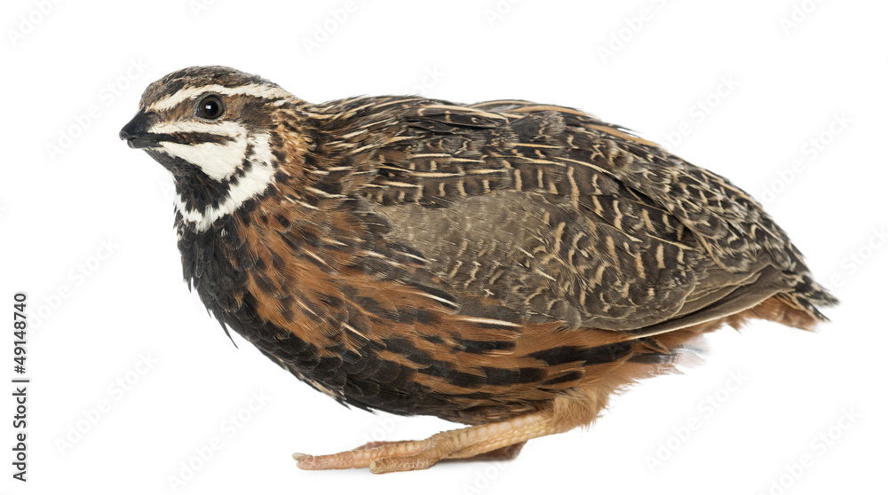 Female Harlequin Quail, Coturnix delegorguei Female Harlequin Quail, Coturnix delegorguei