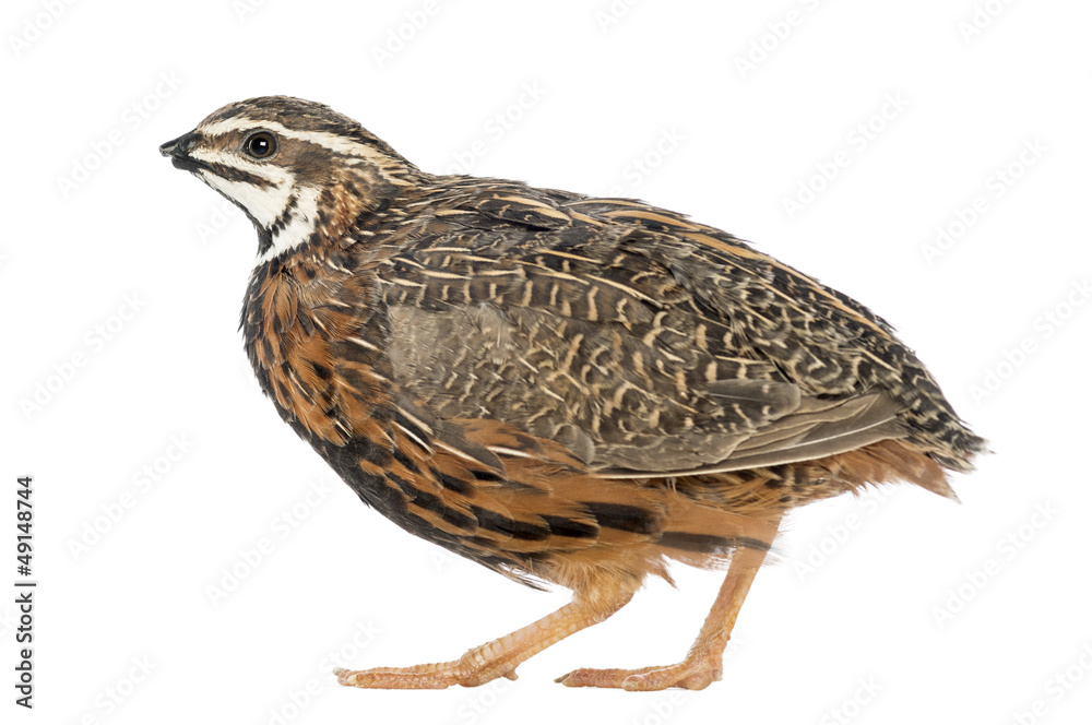 Female Harlequin Quail, Coturnix delegorguei Female Harlequin Quail, Coturnix delegorguei