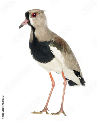 Pied Plover, Vanellus cayanus, also known as the Pied Lapwing photo