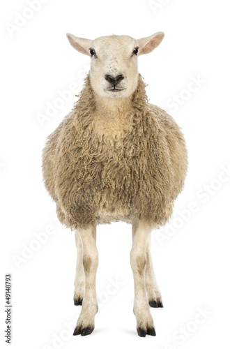 Front view of a Sheep looking at camera