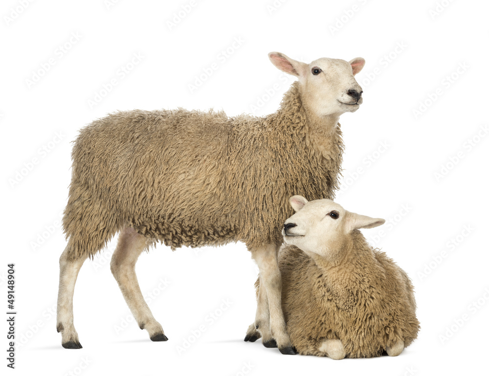 Obraz premium Owce leżące przed innym stojącym