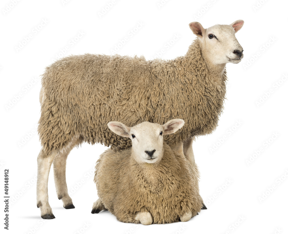 Naklejka premium Owca stojąca nad innym leżącym