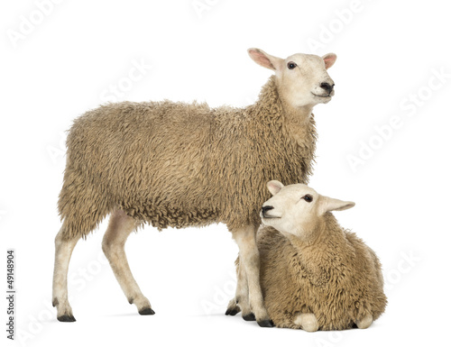 Fotografia Sheep lying in front of another standing