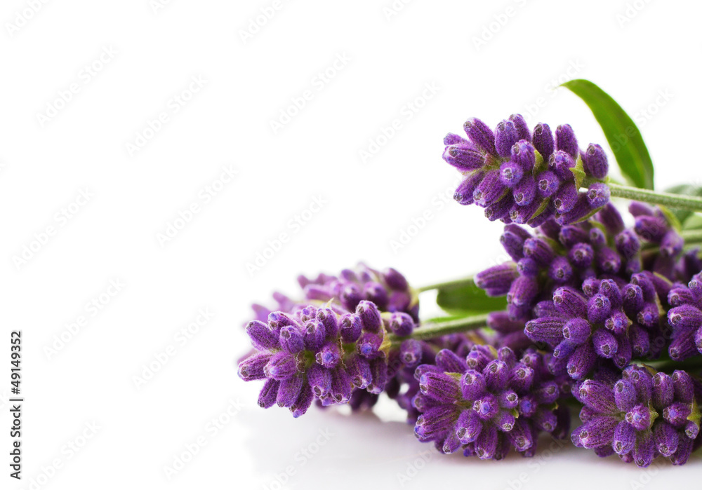 Naklejka premium lavender bunch