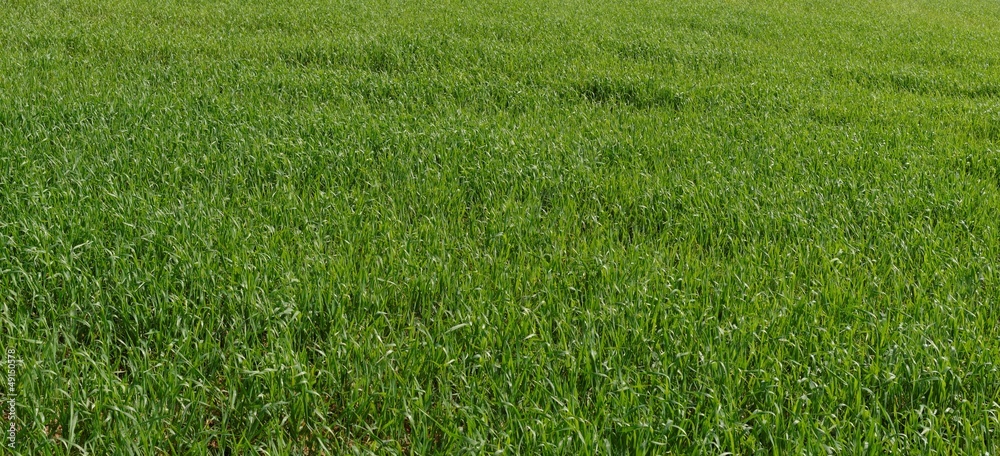 Green grass texture