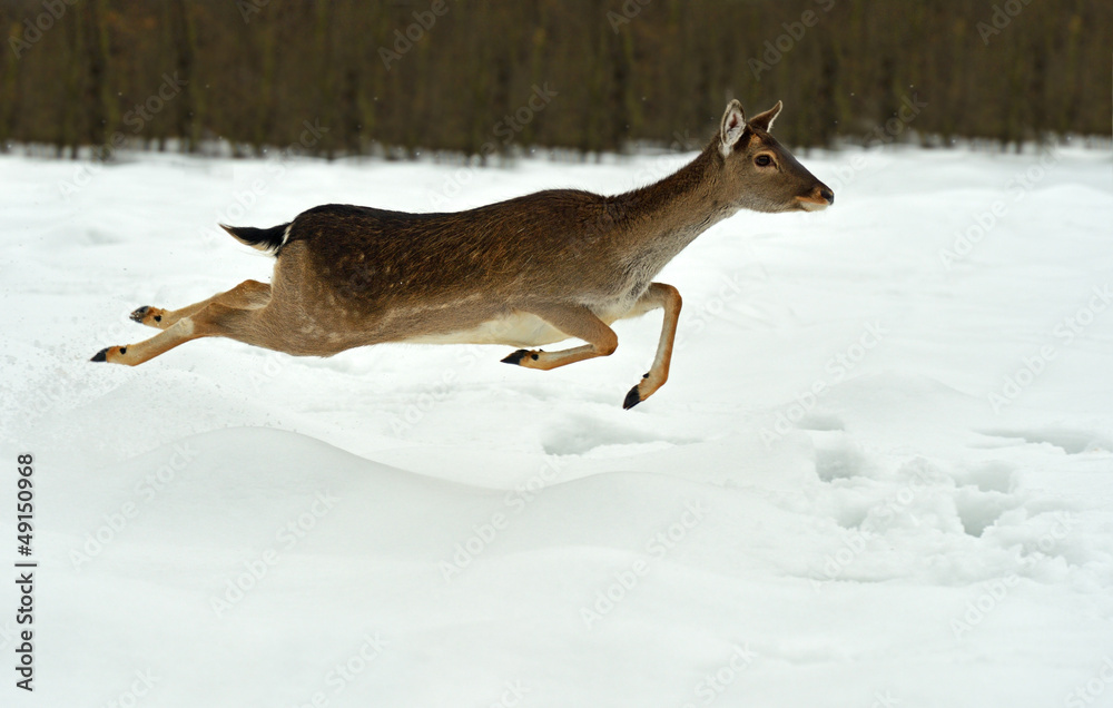 Deer in winter Deer in winter