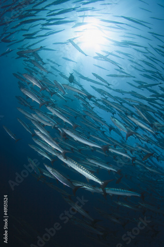 Schooling Barracudas with sunburst in blue water