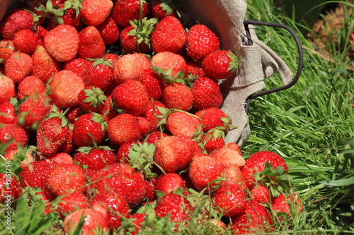 fresh, strawberries in a basket