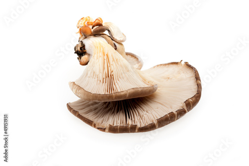 Pleurotus Mushrooms Closeup