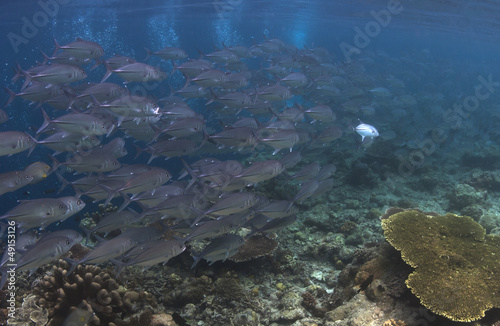 School of Big Eyed Jack swimming over a reef