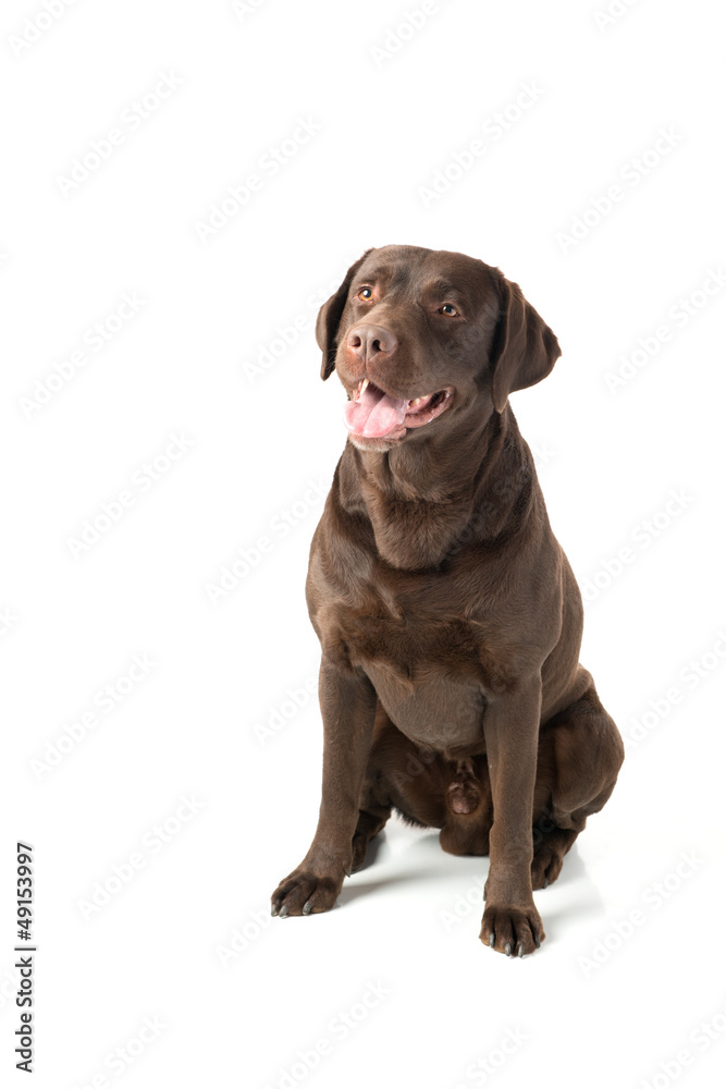 pedigree chocolate labrador isolated on white background