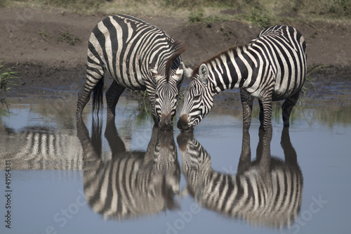 Two zebras drinking in mirror