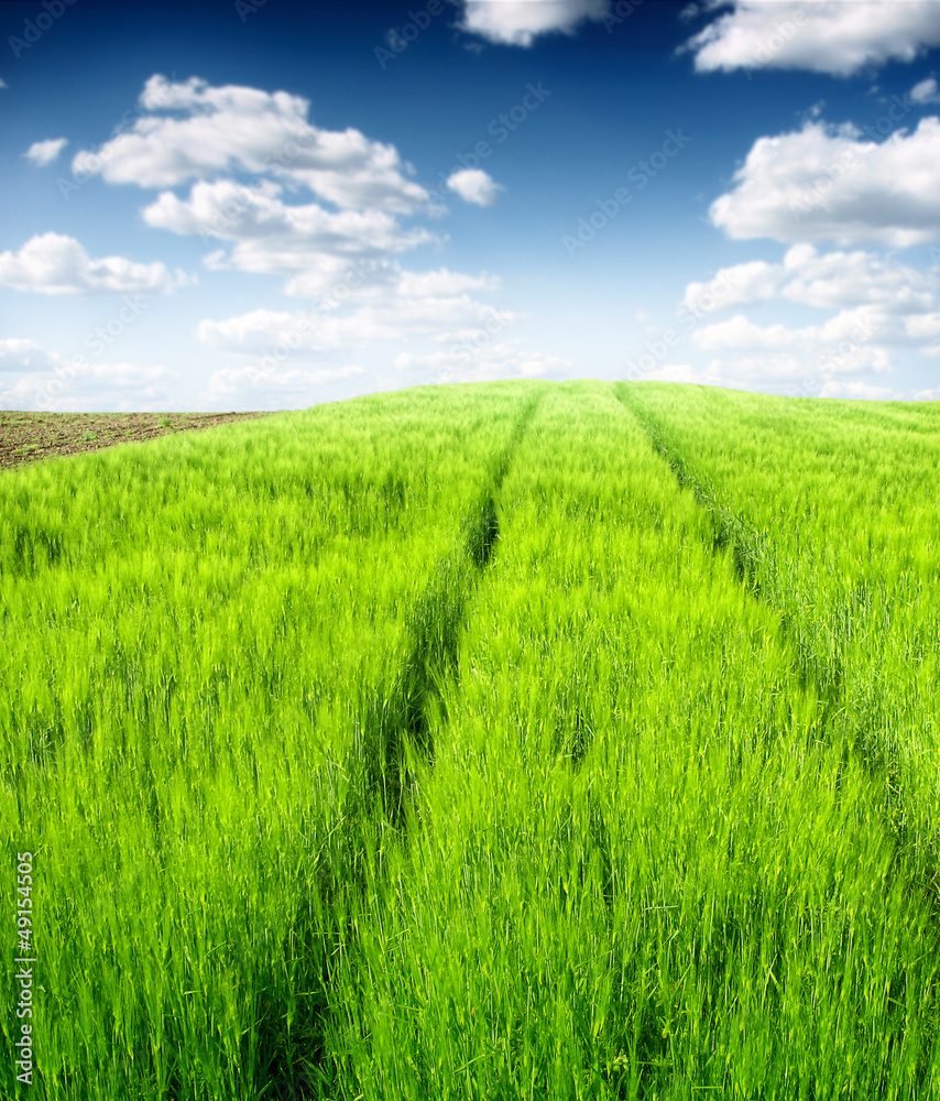 Fototapeta premium green wheat field