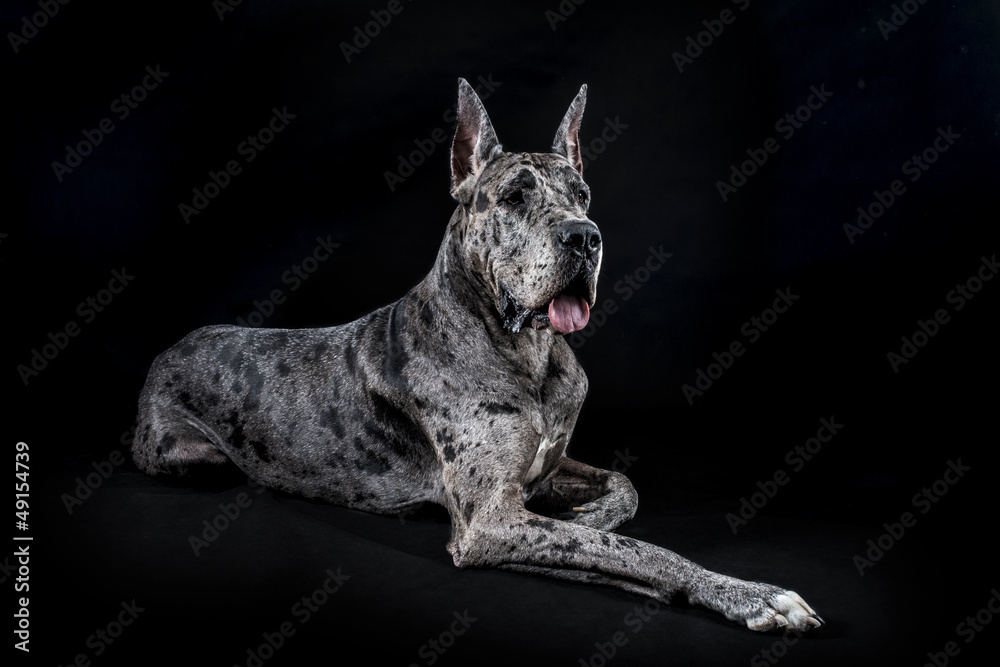 Marble 2025 great dane