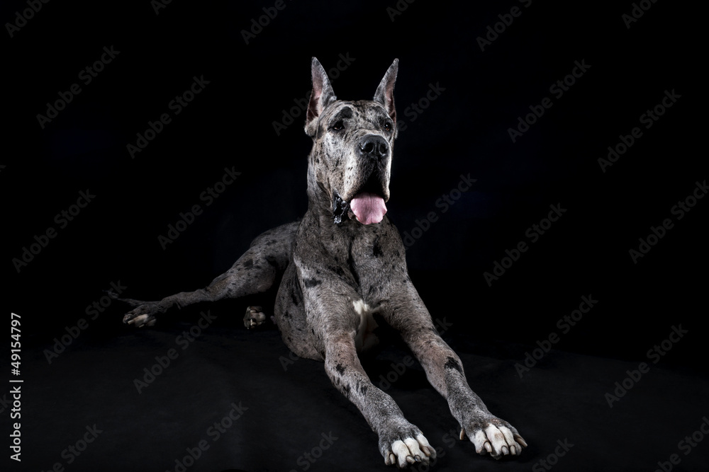 thoroughbred dog a gray marble Great Dane - obrazy, fototapety, plakaty 