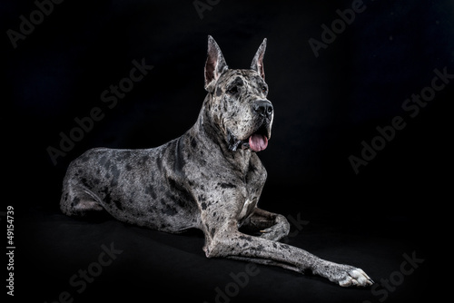 thoroughbred dog a gray marble Great Dane