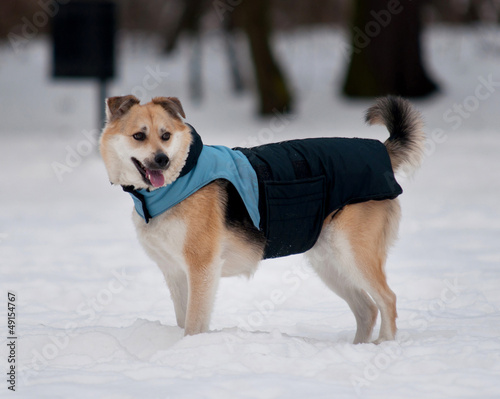 Fototapeta Naklejka Na Ścianę i Meble -  dog with jacket