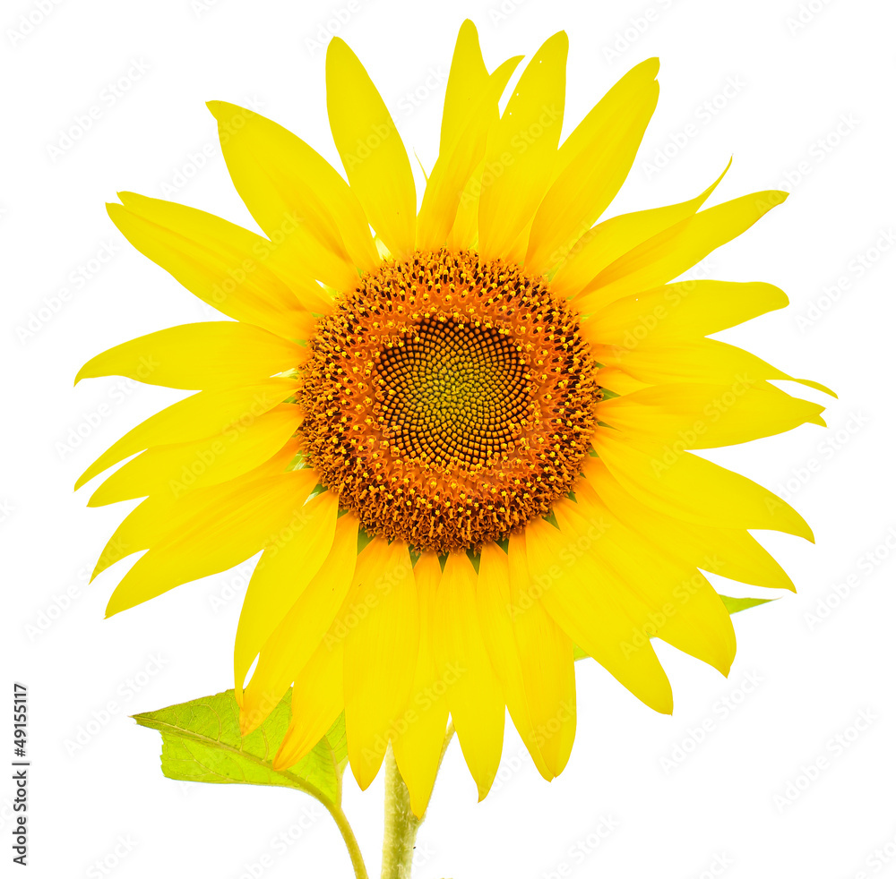 Fototapeta premium Sunflower