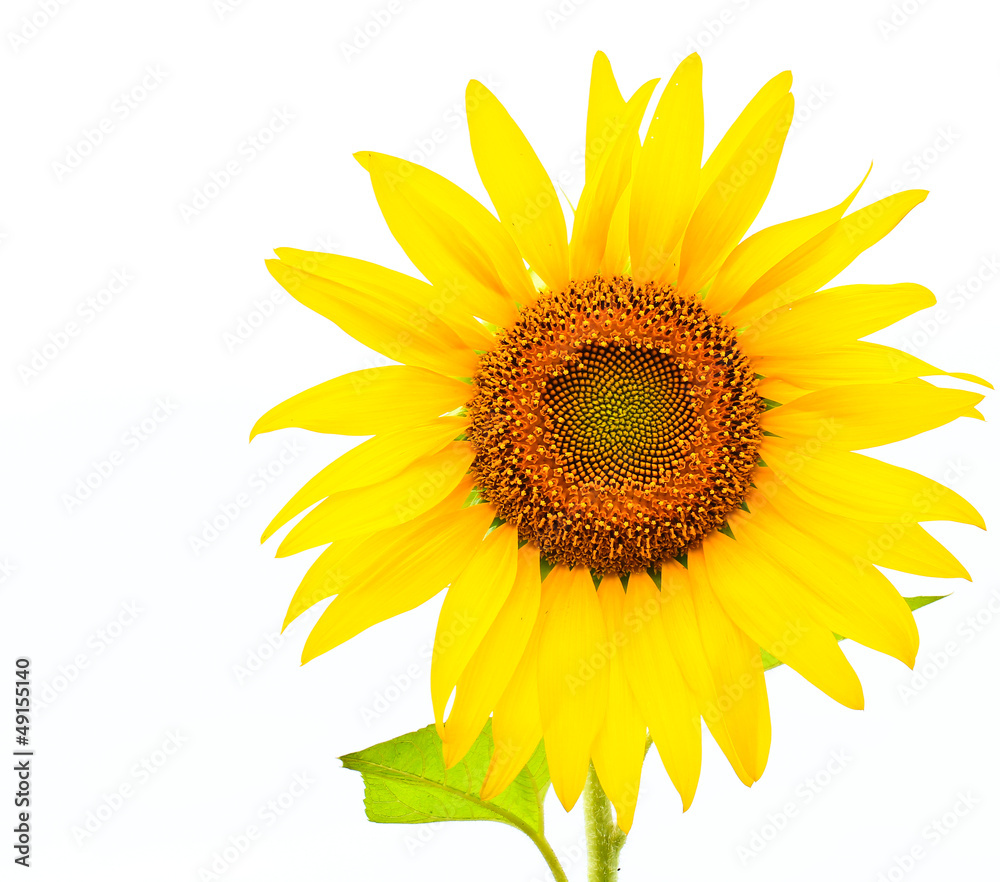 Fototapeta premium Sunflower