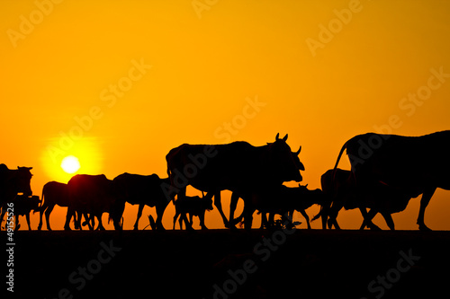 Way of life Countryside in thailand © Photo Gallery