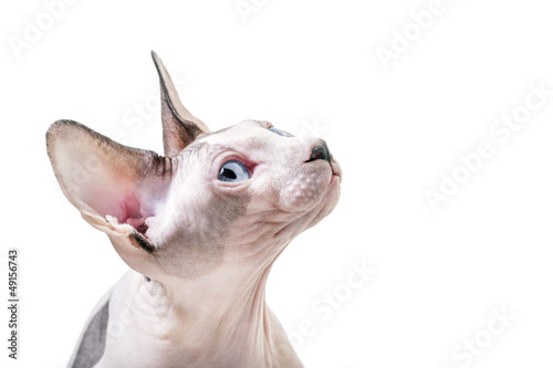 Tableau sur toile Canadian Sphynx cat portrait in profile close-up on white