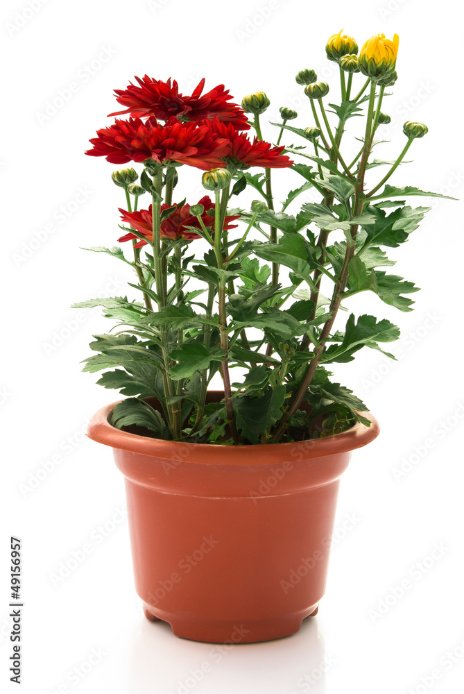 chrysanthemum flowers in pot