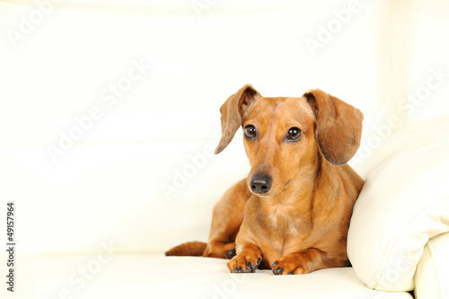 dachshund dog on sofa © leungchopan