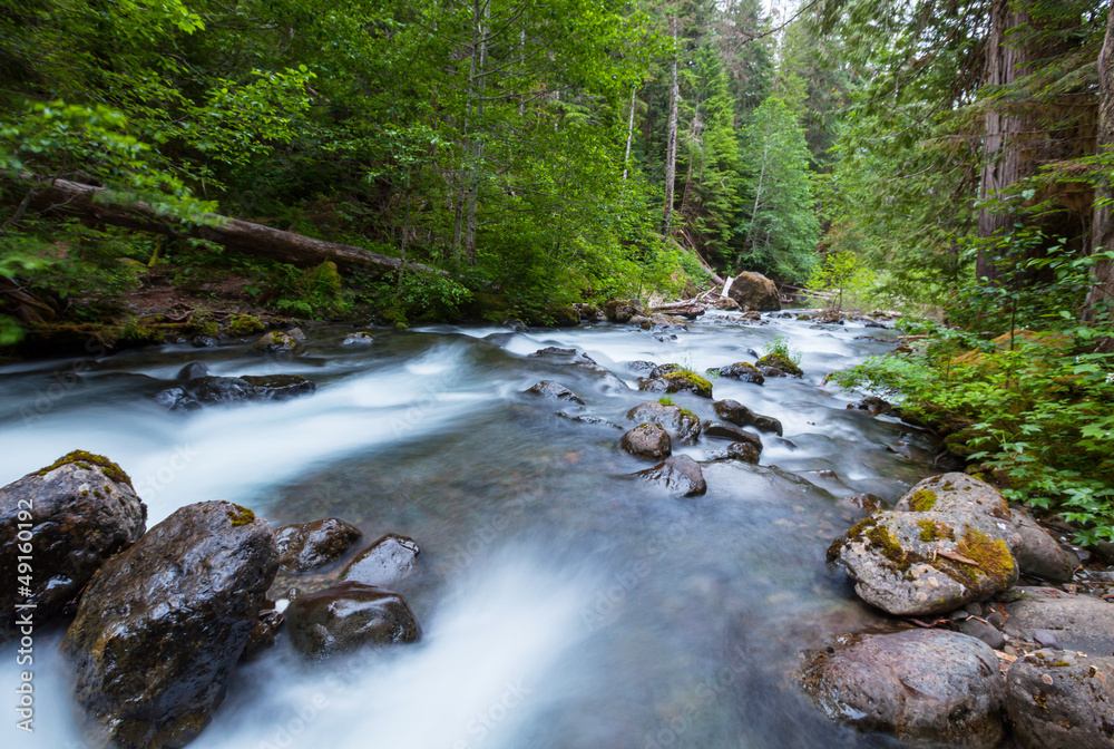 Creek in forest Creek in forest