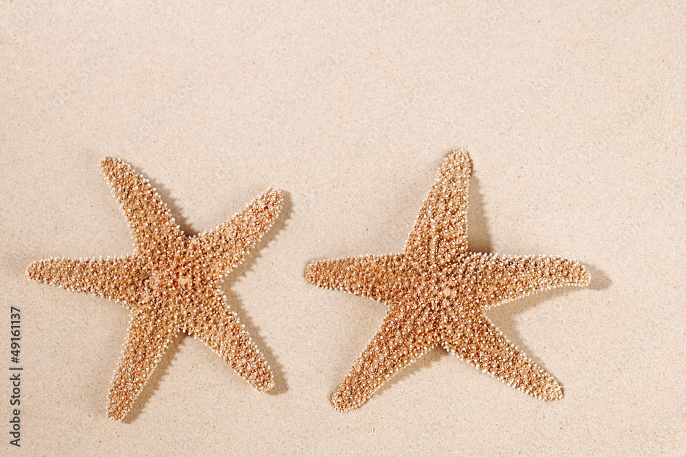two sea star starfish on sand backdrop two sea star starfish on sand backdrop