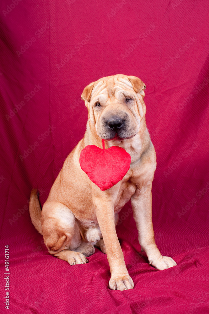 valentine dog