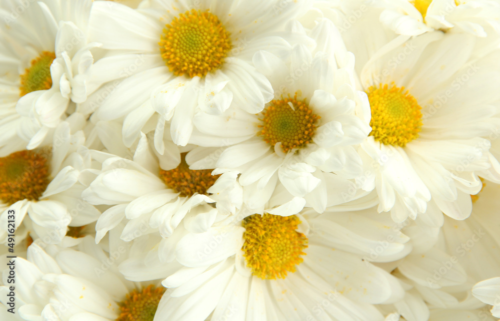 Fototapeta premium bouquet of beautiful daisies flowers, close up