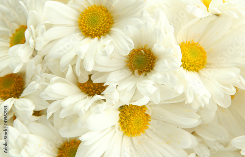 bouquet of beautiful daisies flowers  close up