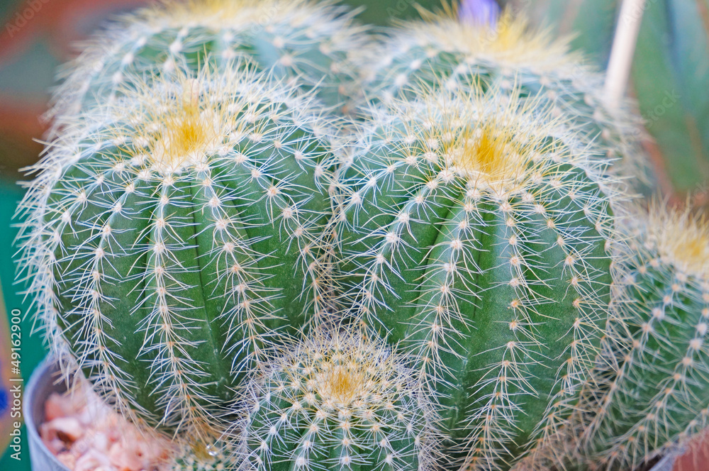 Cactus Cactus