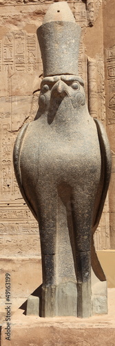 faucon d'égypte