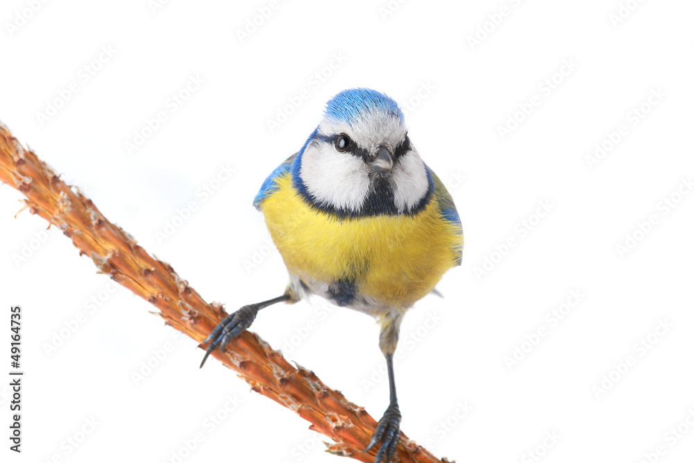 Fototapeta premium caeruleus titmouse