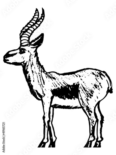 gazelle