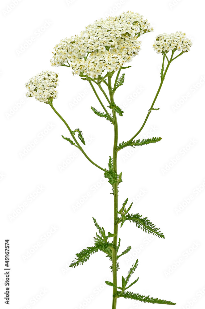 Fototapeta premium Achillea millefolium flower